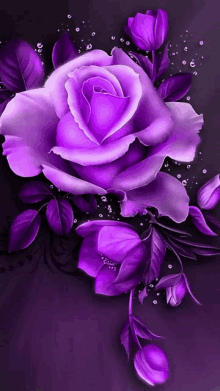 a purple rose is surrounded by purple flowers and leaves on a dark background