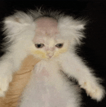 a white cat with a bald head is being held by a person