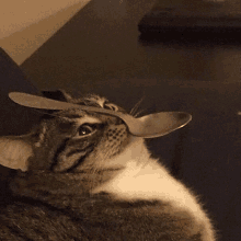 a cat with a spoon on its head is looking at the camera .