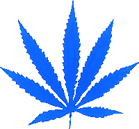 a blue marijuana leaf is against a white backdrop