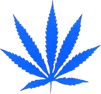 a blue marijuana leaf is against a white backdrop