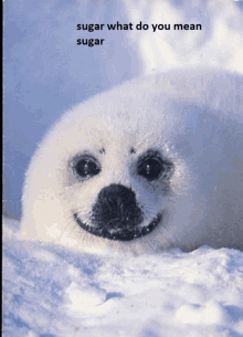 a picture of a seal with the words sugar what do you mean sugar