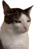 a close up of a cat with the words " uh huh " below it