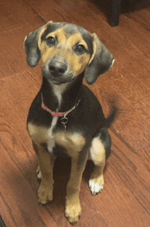 a brown and black dog with a pink collar is sitting on a wooden floor .