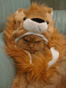 a cat wearing a lion costume with a white hat