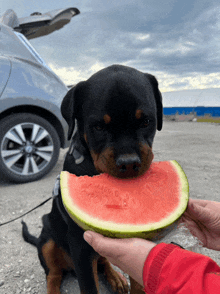 a black dog eating a slice of watermelon