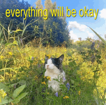 a black and white cat is sitting in a field with the words everything will be okay above it