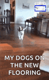 a dog is running on a wooden floor with the words my dogs on the new flooring below it