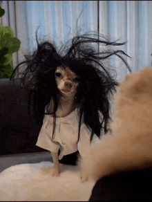 a small dog wearing a wig and white shirt