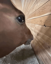 a close up of a horse 's face against a wood wall