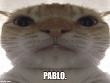 a close up of a cat 's face with the name pablo written on it .