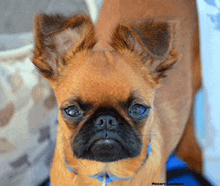 a small brown dog with blue eyes and a blue collar looks at the camera