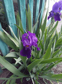 a purple flower is surrounded by green leaves and a blue fence in the background