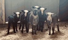 a group of sheep are standing next to each other in a barn