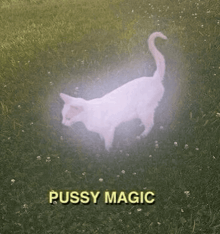 a white cat is standing in the grass with the words pussy magic written on the bottom