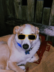 a dog wearing sunglasses and a blue collar is laying down