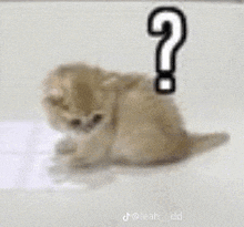 a kitten is sitting on a piece of paper with a question mark .