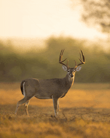 a deer standing in a field with the sun shining on it