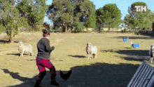 a woman is standing in a field with sheep and a chicken and the letters th are visible in the background