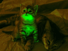 a kitten and a cat are glowing in green light