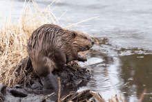 a beaver is standing on a log in a body of water