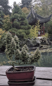 a bonsai tree in a red pot sits on a table