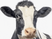 a close up of a black and white cow looking at the camera .