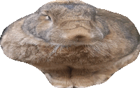 a close up of a rabbit 's face and neck on a white background