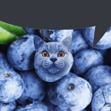 a cat 's face is surrounded by blueberries