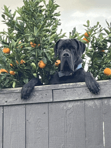 a black dog peeking over a wooden fence in front of a tree with oranges