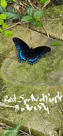 a red spotted purple butterfly is sitting on a brick