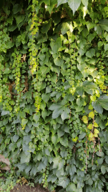 a lush green plant with lots of leaves hanging from it