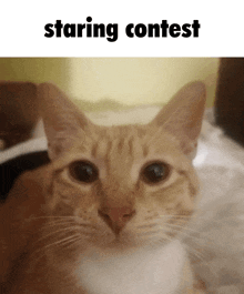 a close up of a cat with the words staring contest below it