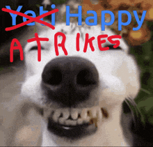 a close up of a dog 's face with the words " happy a trikes " written above it