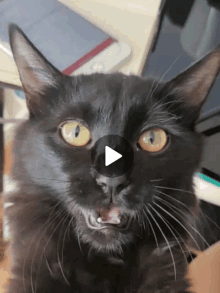 a close up of a black cat with a play button on its face