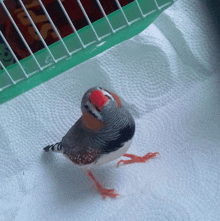 a small bird with a red beak is standing on a white paper towel