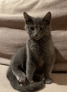 a kitten is sitting on a couch and looking at the camera