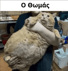 a person is holding a very large cat in their arms with a caption that says " o eumacs "