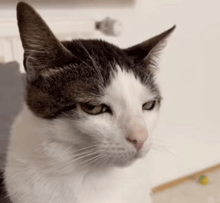 a close up of a cat 's face with a serious look on its face