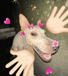 a dog with a flower on its nose is being held by two people 's hands