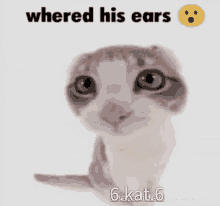 a cat is looking at the camera with the words whered his ears written above it .