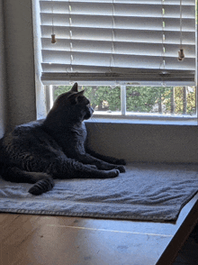 a cat laying on a window sill looking out