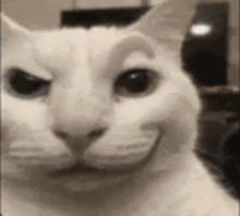 a close up of a cat 's face with a smiling face .