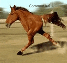 a brown horse is running in the dirt on a dirt field .