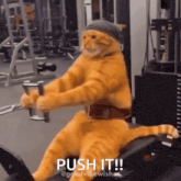 a cat is pushing a machine in a gym and the caption says push it