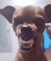 a close up of a dog 's face with its mouth open and teeth showing
