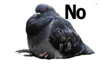 a pigeon is sitting on a white background with the word no written on it .