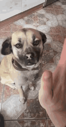 a dog is sitting on a tiled floor and looking at the camera while a person holds its paw .