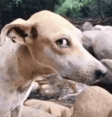 a close up of a dog 's face looking at something