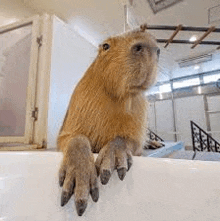 a capybara is sitting on top of a bathtub .